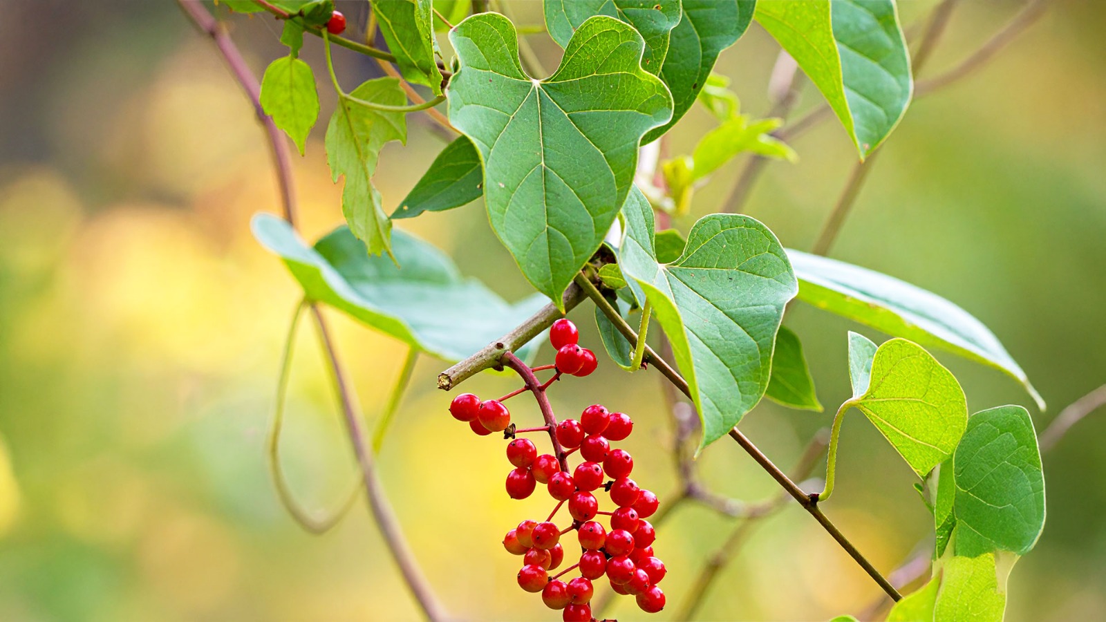 Chobchini: Ayurvedic Herb to Boost Health & Immunity