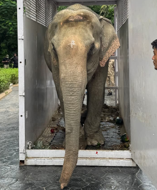 नागालैंड की बाढ़ में घायल हथिनी का वनतारा में चलेगा विशेष इलाज, असम में 3 नए पशु चिकित्सा केंद्र बनाने का प्रस्ताव